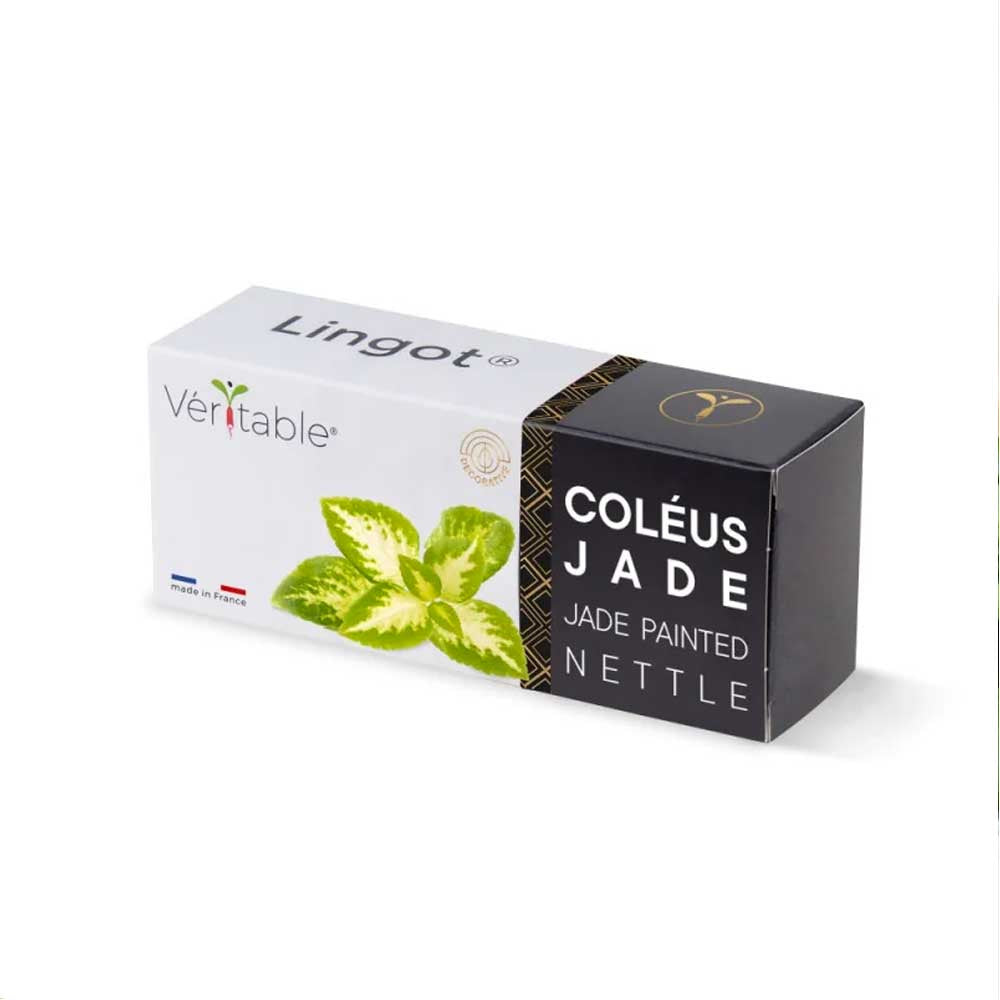 Lingot Coléus Jade - VERITABLE pack
