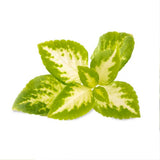 Lingot Coléus Jade - VERITABLE