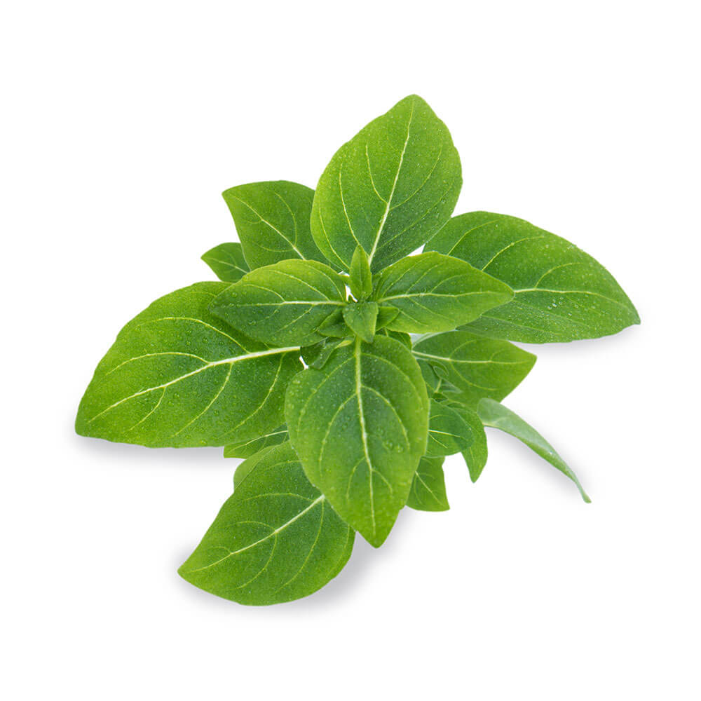 Lingot Basilic Fin Vert BIO - VERITABLE