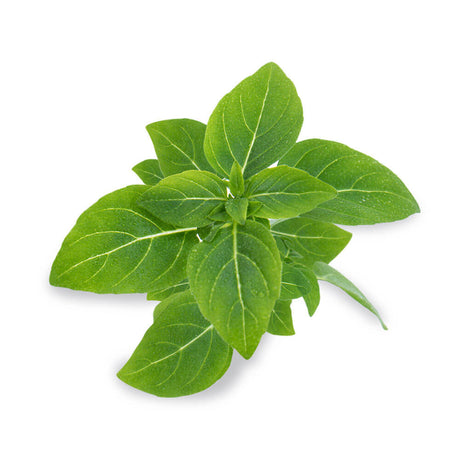 Lingot Basilic Fin Vert BIO - VERITABLE