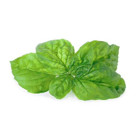 Lingot Basilic Mammouth - VERITABLE