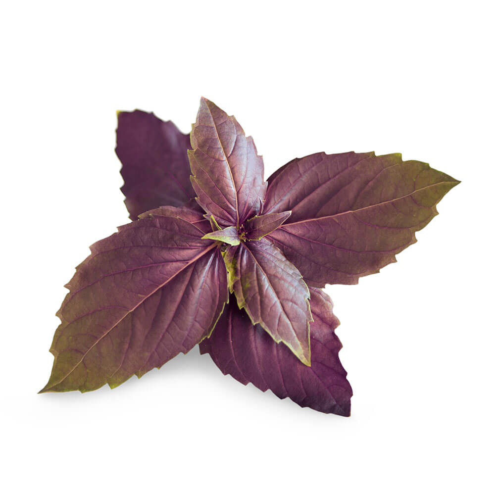 Lingot Basilic Pourpre BIO - VERITABLE