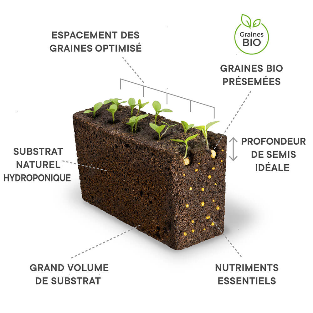 Composition du Lingot Basilic Thaï BIO - VERITABLE