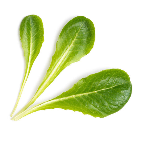Lingot Laitue Romaine - VERITABLE
