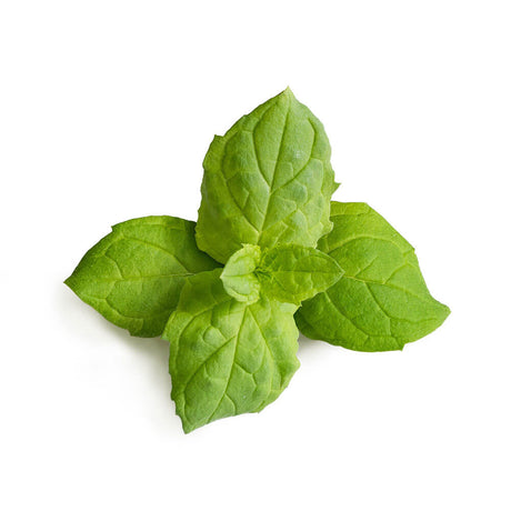 Lingot Menthe Marocaine BIO - VERITABLE
