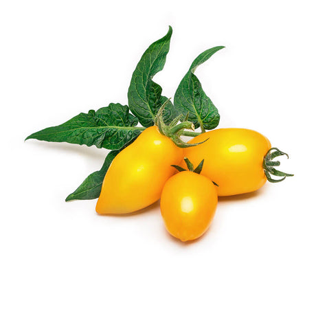 Lingot Mini Tomate Jaune - VERITABLE