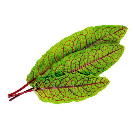 Lingot Oseille Sanguine BIO - VERITABLE