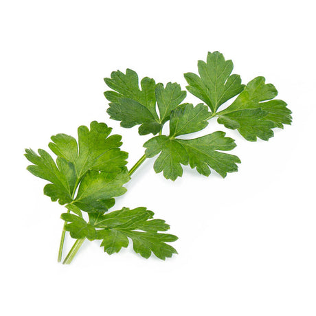 Lingot Persil plat BIO - VERITABLE