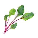 Lingot Pousses de Betterave BIO - VERITABLE