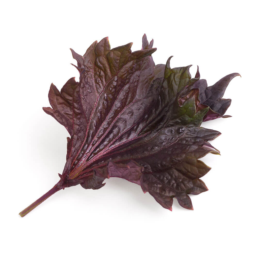 Lingot Shiso pourpre BIO - VERITABLE
